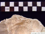 L_V20d5090 A16.31 R827 lR at occipital, inner table view